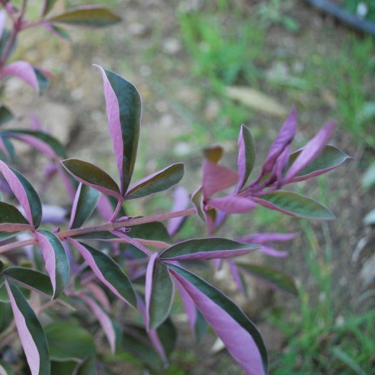 Vitex agnus-castus